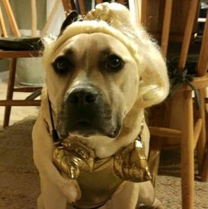 Meet your Posher, Susan